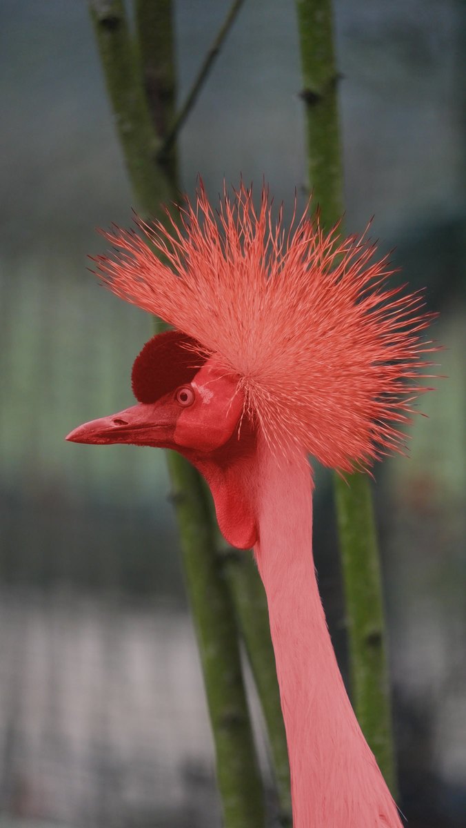 A grey crowned crane among bamboo stems, its crest, head and neck covered in red by the Subject mask