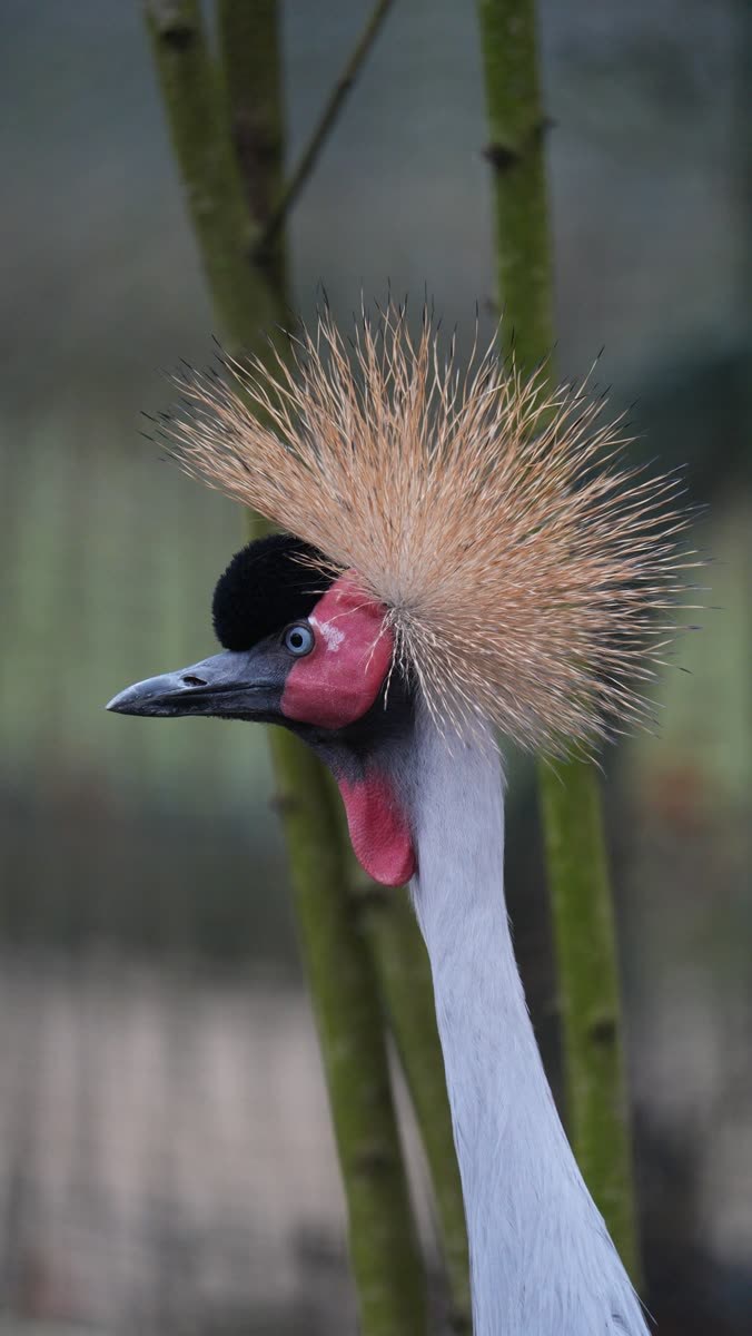 The author’s photograph of a grey crowned crane, its golden crest sharp against a soft background: the last frame, picked