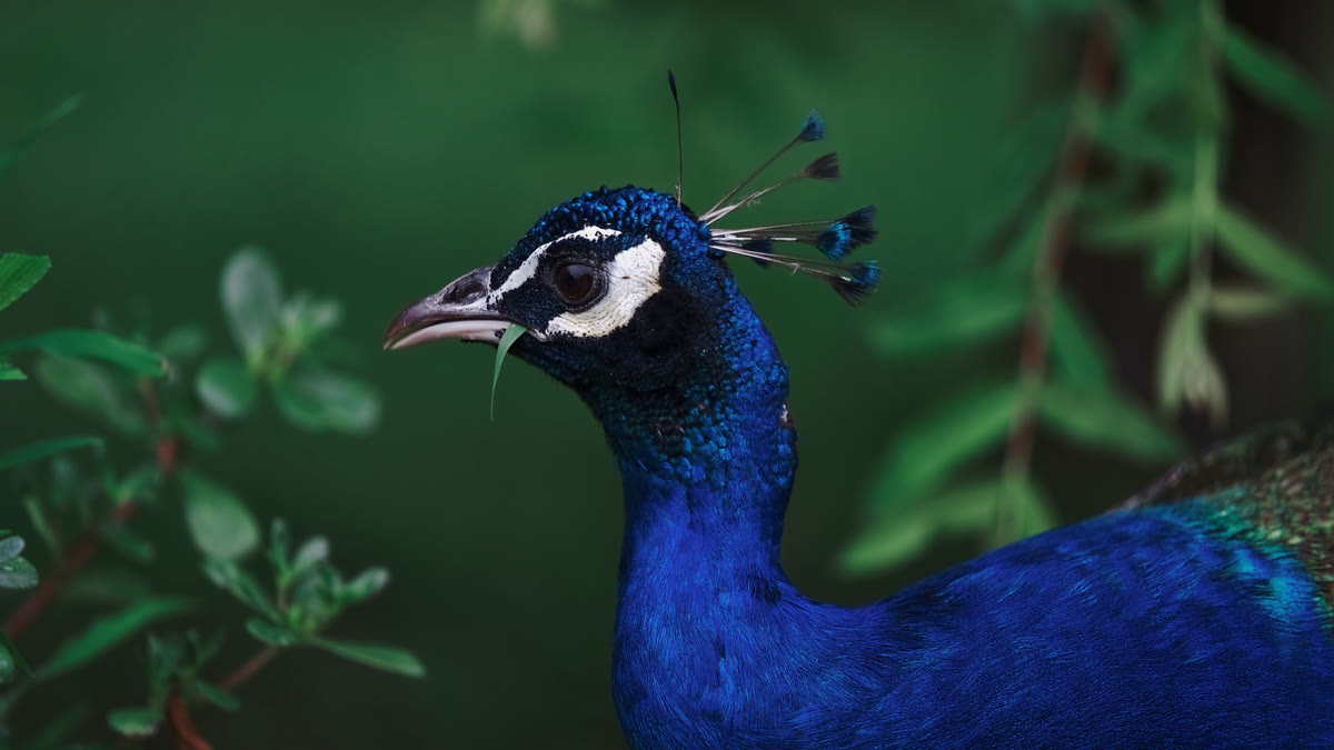 The author’s Indian peafowl as he exported it from Raelux, deep blue head and neck against a dark emerald background: the file this sequence writes