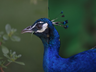 The peafowl’s head and neck split by Raelux’s before and after line: the default on the left, the author’s edit on the right