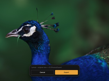 The peafowl in the Export dialog’s preview, with the dialog’s foot: one photo at its original size to D:\Photos\Export, Cancel and Export