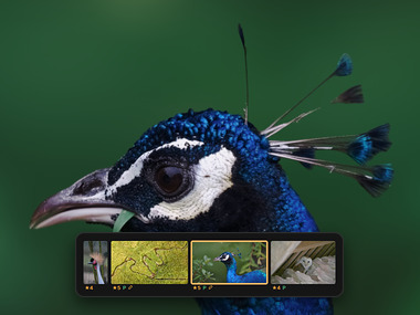 The peafowl as Raelux renders it, over the start of its filmstrip: the crane, the drone’s stream, the peafowl selected and the barn owl, each with its stars